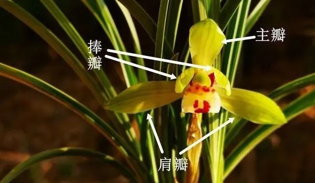  肩瓣■兰花有几个花瓣？可能养了几年兰花的人，都还没数过