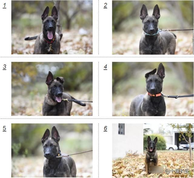  警犬：一大波超萌犬来啦！北京首批警用克隆犬正式上岗