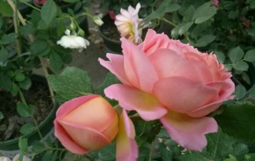  【清甜】此花，花型色俱美，香味清甜好闻。