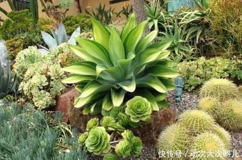 室内|这些特耐旱的盆栽植物,养室内干旱几周都不会挂