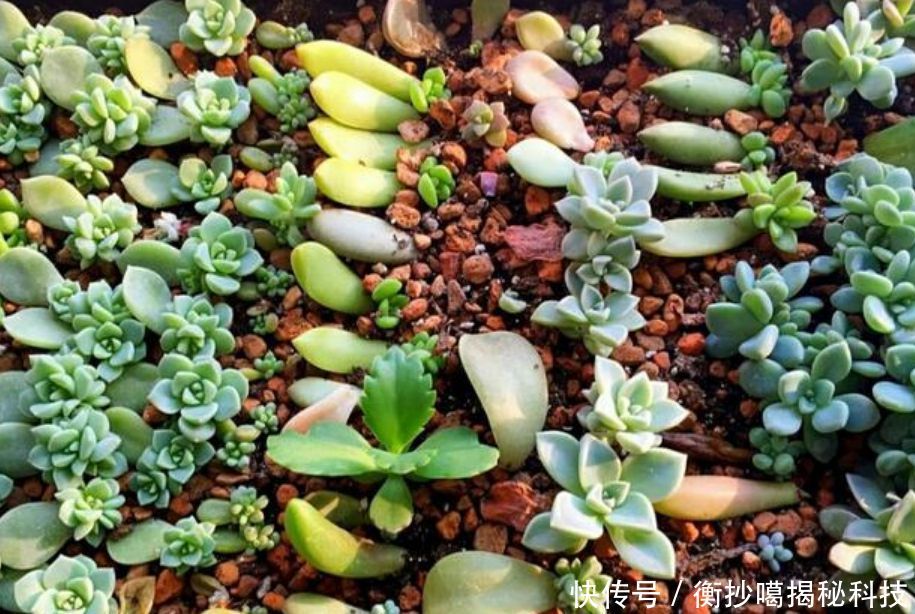 #春天#春天赶快扦插“5种花”,摘片叶子,插土里就活,1盆变10盆!