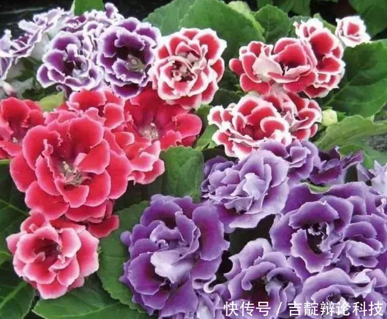  『满盆』3种花，堪称“开花机器”，随便一养开满盆，芳香满阳台！