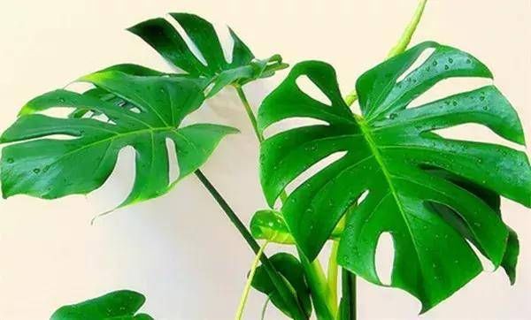  『外观很』怎样浇水都死不了的植物，新手们速度收藏起来