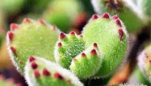『自带』自带特殊“体臭”的多肉植物,入手需谨慎