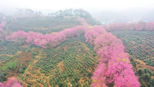 冬天赏樱花？没错，贵州的5000多株冬樱花盛开了！