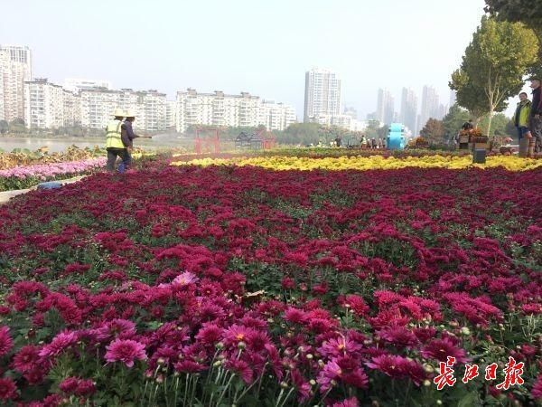武汉南湖“赏菊模式”提前开启