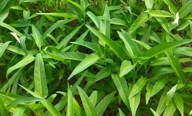  「蔬菜」不能在光线不好的阳台上种菜吗？即使是漫长的黑暗的一天
