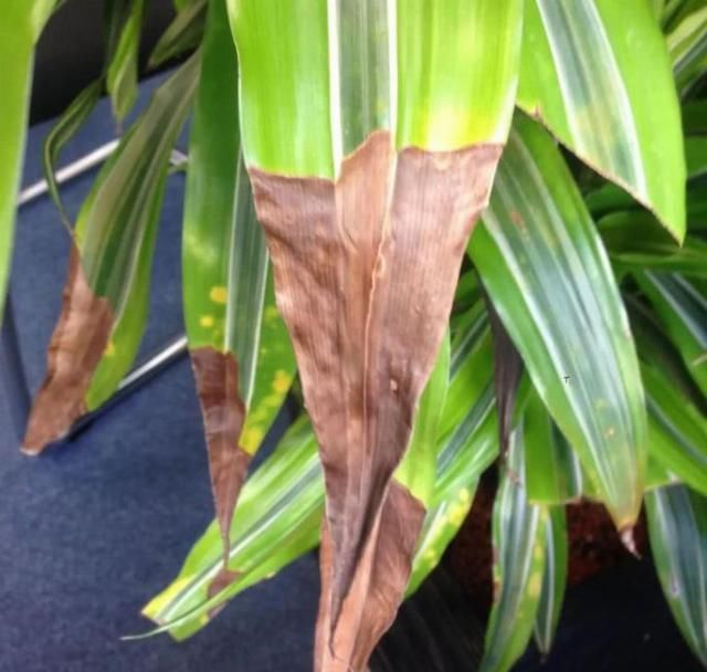  『室内观叶植物』家里养的观叶植物叶片容易腐烂、发黑，还不断黄叶枯萎，啥情况？