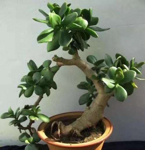  身价：这六种植物越养越值钱，在家养几年，身价翻几倍！你家有几种