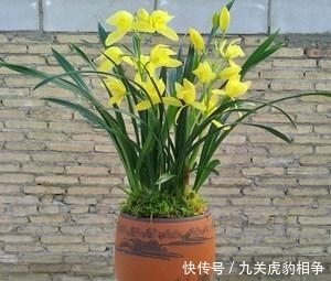 #神童#建兰黄金小神童,给你不一样的花卉享受,花色金光灿灿,鲜艳夺目
