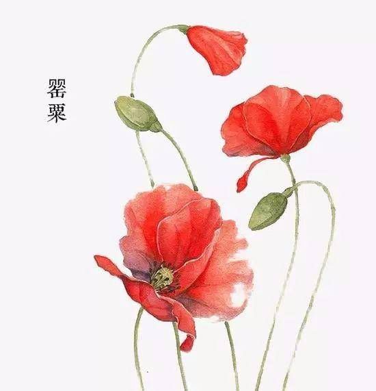  「冥界」传说中的，冥界四花，你知道是那四花吗？