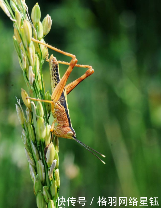  [庄稼]山东发生蝗灾，农民不但不难过还乐开了花抓蝗虫比种庄稼