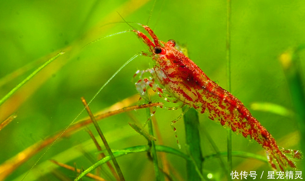 观赏与工具兼备的虾,樱花虾的雌雄分辨