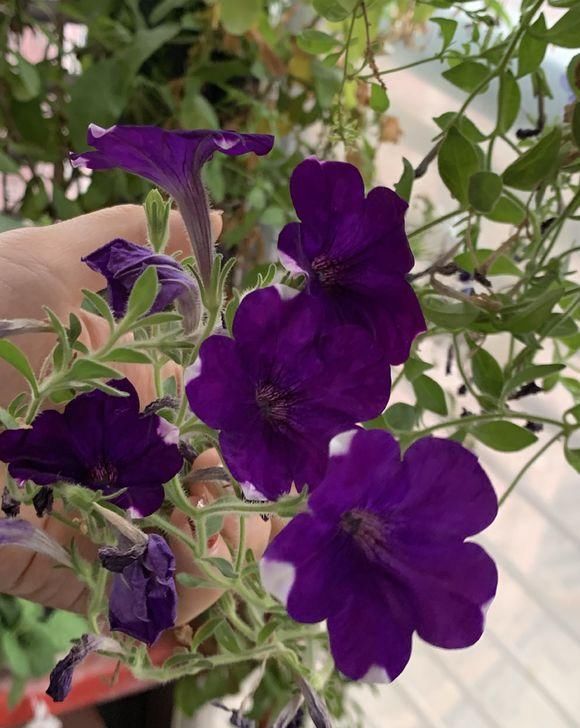  #开花的植物#养花有门道， 5个“雷区”要避开，有人经常犯，小心把花都养死