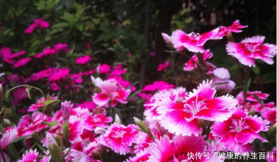 「名字」石竹这可不是一种竹子的名字,它是一朵美丽的花儿呀