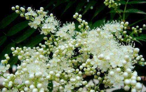 『珍珠梅』此花,在万花凋谢风沙严重的秋天,唯其一枝独秀。