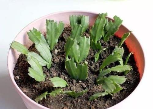  【花钱买】还在花钱买这3种植物？别傻了，“掰根枝”插土里，30天就生根！