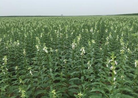  「芝麻」农村渐渐消失的3种农作物，认识两个说明你很有生活！