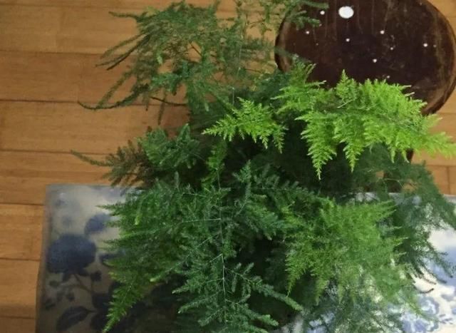  『以水培』春天就养的“5种花”,好养又漂亮,沾土就活,给点水就开花不断!