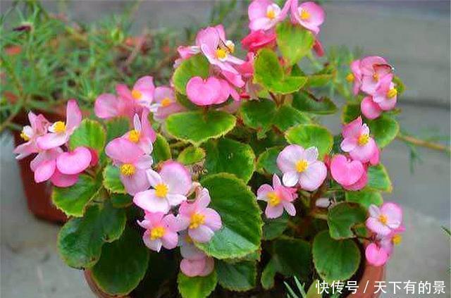 艳丽|四季海棠“4喜3怕”,学会了花朵艳丽开爆盆,1年能开365天