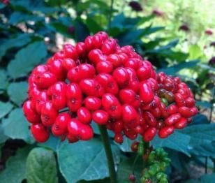  种子：家里不知养啥花，那就养“人参”，简单又好养，还能开花结种子