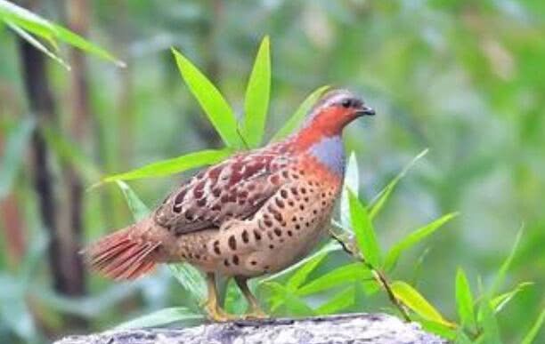 7种来自农村的“野味”，城里人压根就没见过，更别提吃过几种