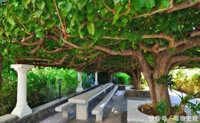 『不信其无』门前种树有门道，5种树镇宅，运道好，3种树要躲开，你了解吗