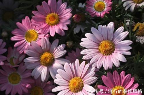  『珍品』喜欢玫瑰，不如养盆“珍品名菊”天新地秀，优雅窈窕，端庄大气！