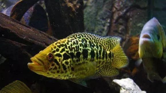  #水族市场上#美洲慈鲷之美，您细品