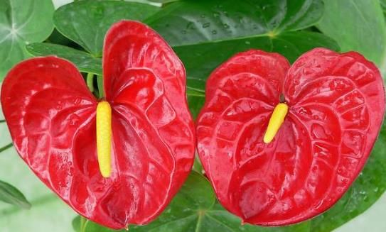 「石竹」5款“爆盆机器”,花朵艳丽,全年开花,花多易爆盆,一树多色花