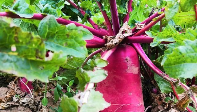  【生长周期】农民种植一种蔬菜，生长周期60天，亩产6000斤，能