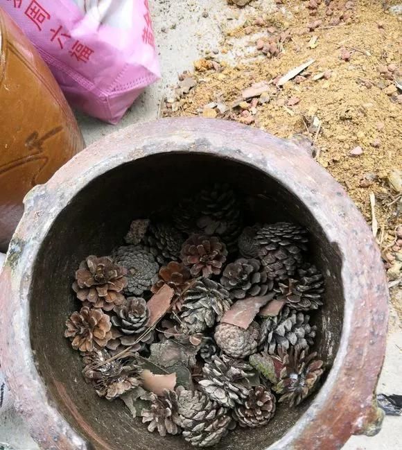 #老桩#农村“穷养”多肉,一养一个大老桩,群生养爆盆