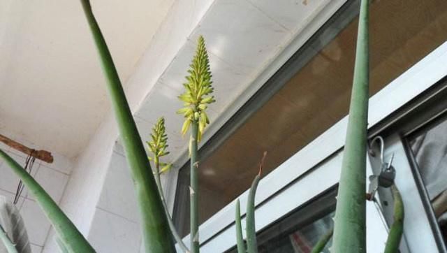  #会让芦荟#养芦荟，记住1个小要点，侧芽冒20个，叶片翠绿肥厚，一年爆盆