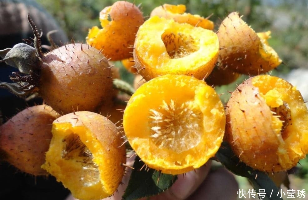 农民说它是“维生素C之王” 集市上卖几十块一斤, 我是第一次见