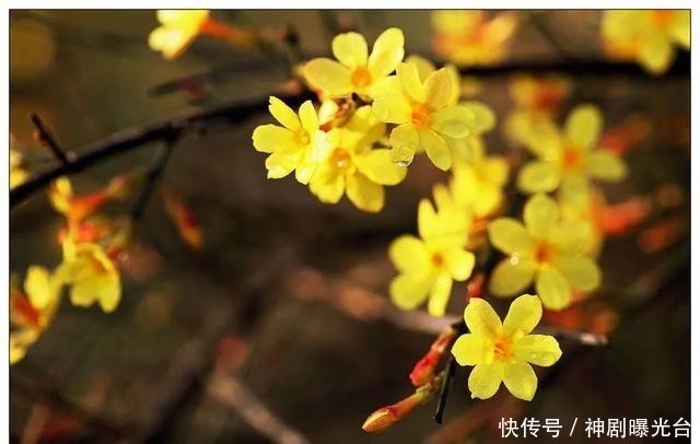 「迎春花」金万泉:迎春花儿开
