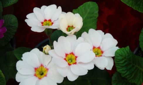 美观:家养此几款花,株形美观,全年开花不断,花色艳丽灿烂,美