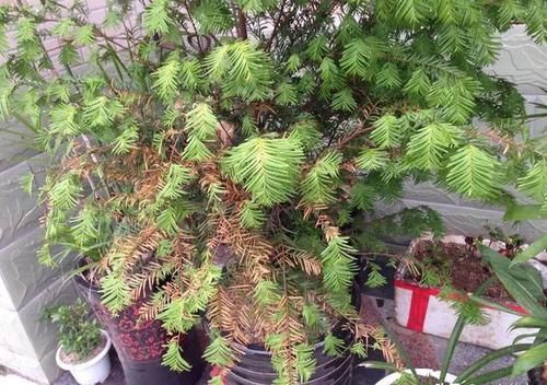  『红豆杉』网红植物“红豆杉”，叶子哗哗掉，避开3个坑，还能起死回生