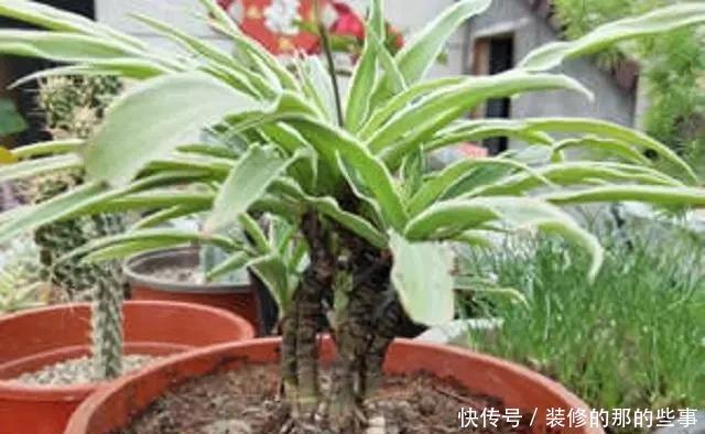 淘米水|老汉3年的吊兰老桩,手痒灌了两勺淘米水,几天就枯萎了,真倒霉