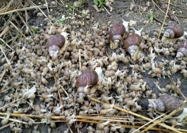  价值@养殖蜗牛也很赚钱，农民在家养殖一年收入十几万