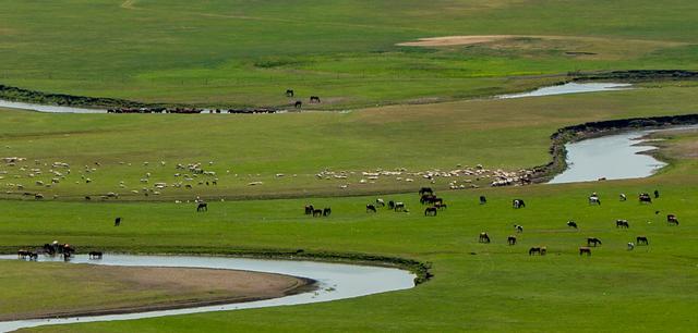 中国最大的草原！面积堪比一个浙江省，风景美到让人惊艳