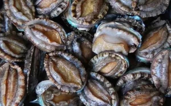 三亚渔民抓到一条鱼，有人出价92888元！它稀奇在哪？