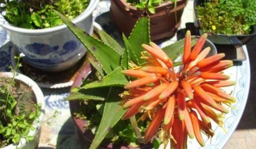 『好运』芦荟开花很少见？小花匠教你几招，棵棵能开花，好运自然来