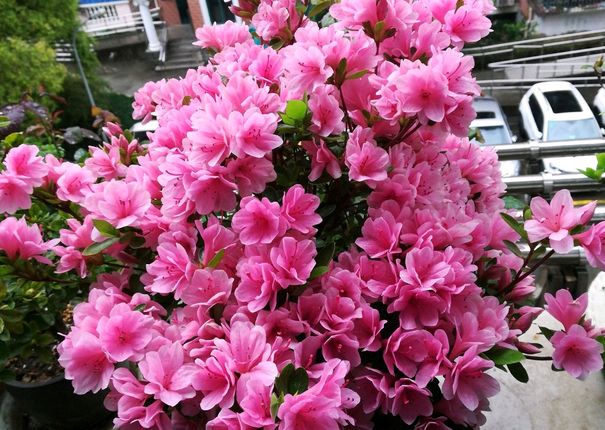 『反常』气温反常必有妖,低温刺激几天的杜鹃花居然提前开花爆盆了