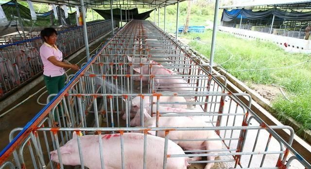  「辞职」现在生猪价格特别好, 辞职回家养猪可以吗? 听老养猪户