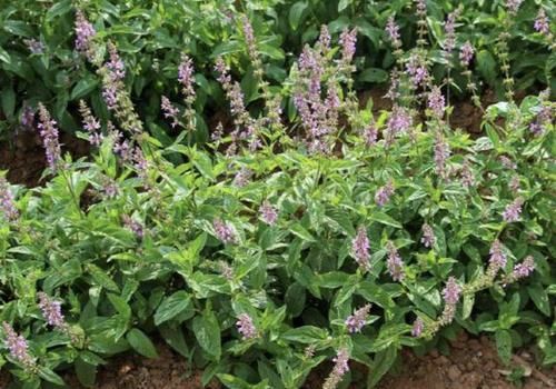  人称■珍贵的1种“野草”，在山坡下繁殖快，人称“地蚕草”，记