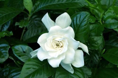 『肥皂水』花卉种植技术:栀子花生根营养液制作,食用白醋促使快速生根!