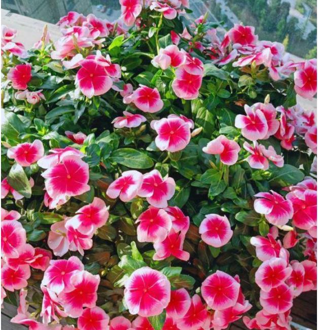  #长春花#现在就养“4种花”，花朵开正旺，随手一养就爆盆，开成小花园！