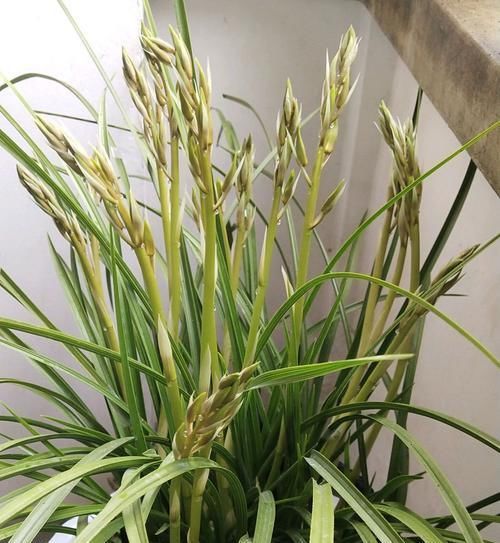  『低温春化』蕙兰还没抽箭就出花苞？蕙兰顺利开花出架的2个要点，不要忽略