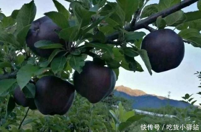 黑苹果一颗能卖70多元，为啥农民直呼不敢种原因很无奈