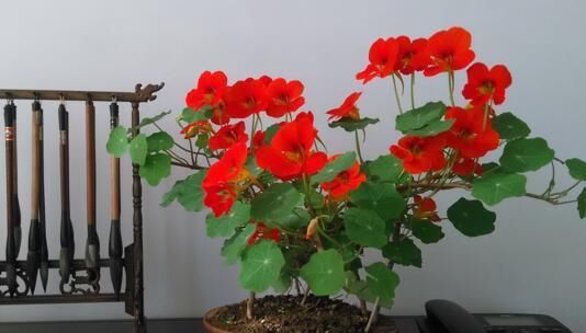  『家里』5种花别种，种完家里就变花海，美极了！